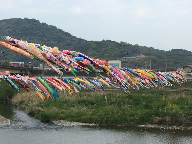 土器川に鯉のぼりが泳ぎだしました。「鯉のぼり吊り渡し」