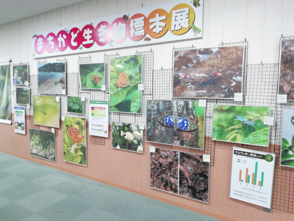 まちかど生き物標本展