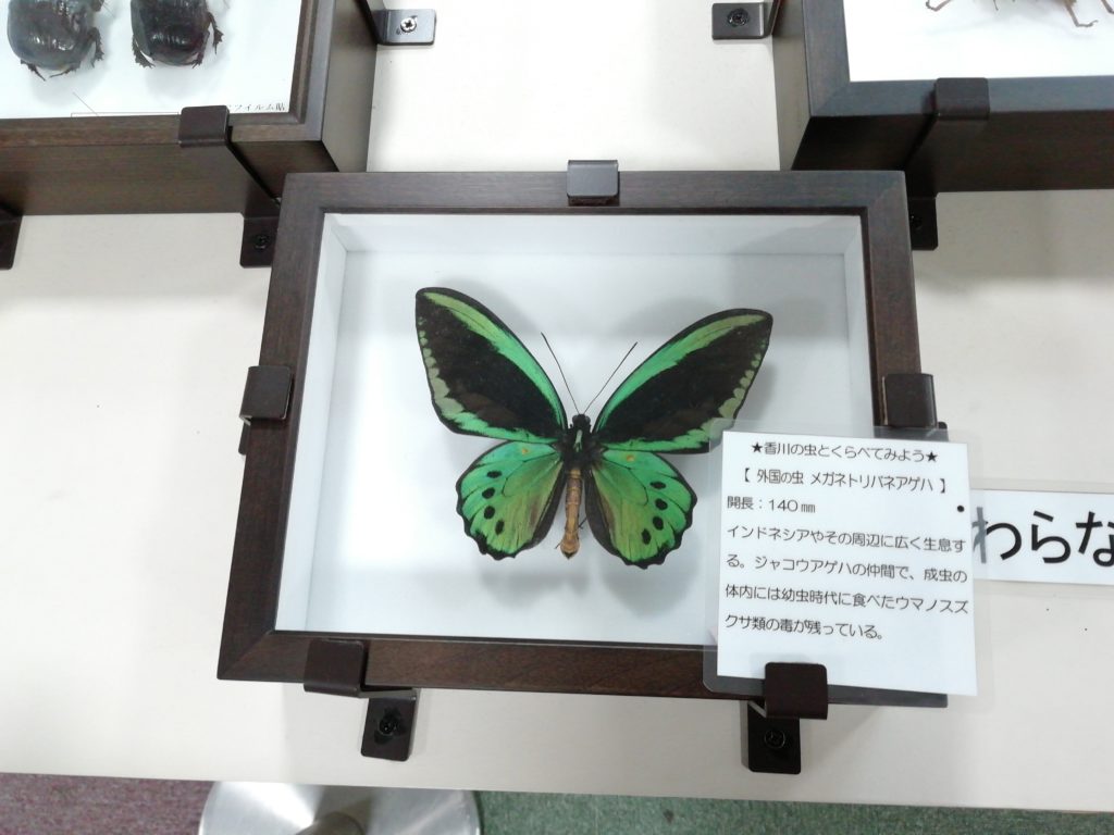 まちかど生き物標本展