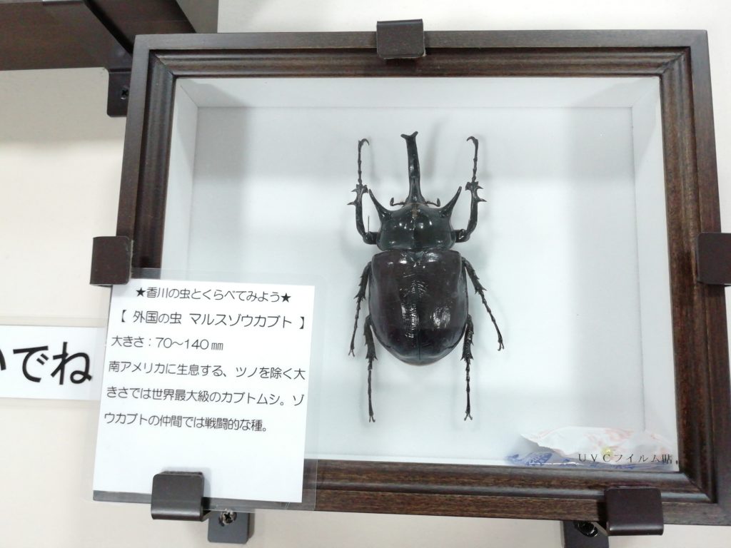 まちかど生き物標本展