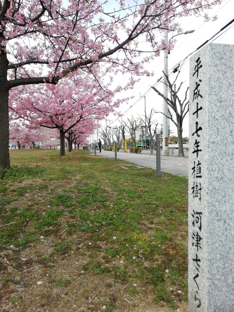 さくらの広場 河津桜並木