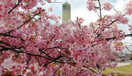 色々と気が滅入るニュースばかりなので、景気づけに宇多津町の「さくらの広場」まで満開の河津桜を見に行ってきた