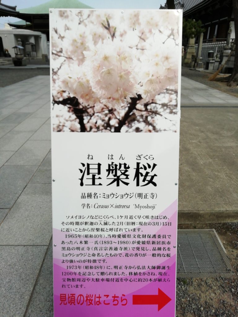 涅槃桜 案内板