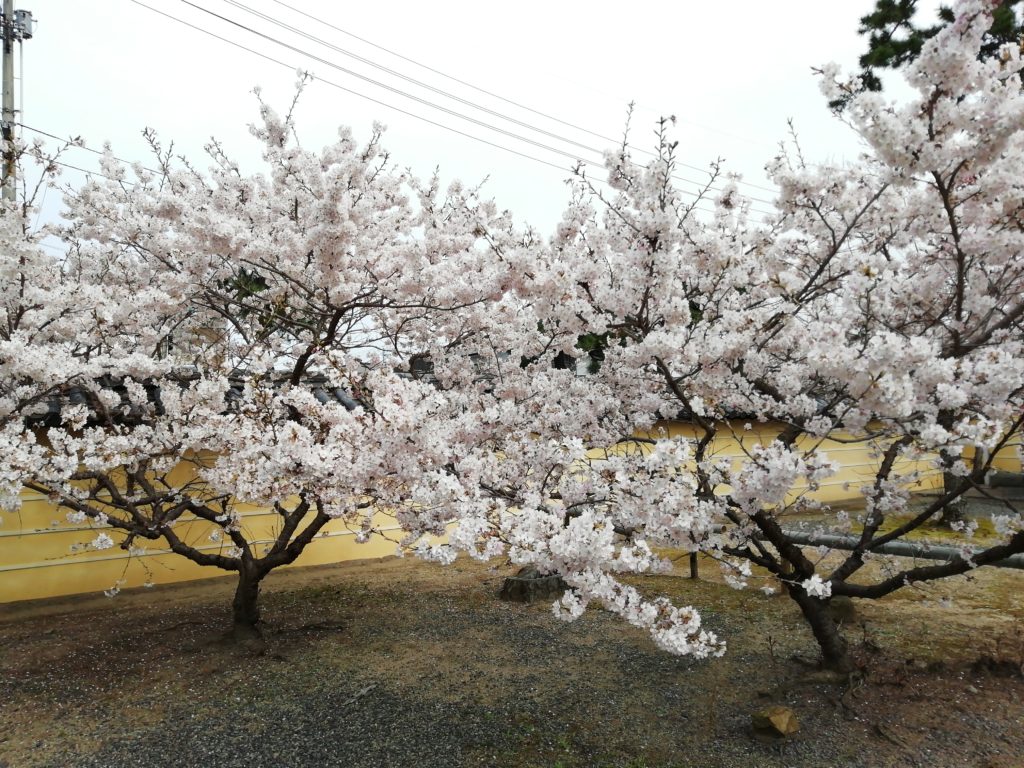 涅槃桜