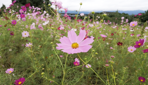 長尾ふれあいパークのコスモス開花状況を見てきた