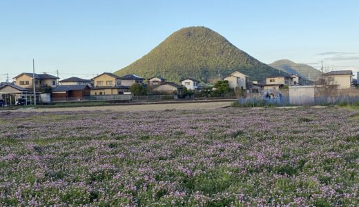 郡家町で讃岐富士をバックにれんげそうが咲き誇ってる