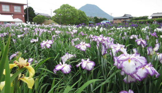 【中止】2021年6月1日(火)〜2021年6月14日(月)に予定していた坂出市の「かわつ花菖蒲園一般開放」が中止。「かわつ花菖蒲祭り、花菖蒲茶会」も中止