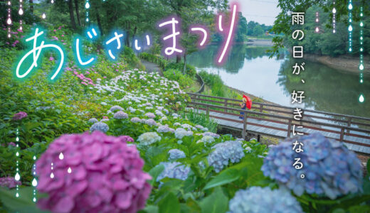 国営讃岐まんのう公園で「あじさいまつり」が2021年6月5日(土)〜2021年6月27日(日)まで開催されるみたい。2021年6月20日(日)までは平日のみの開催