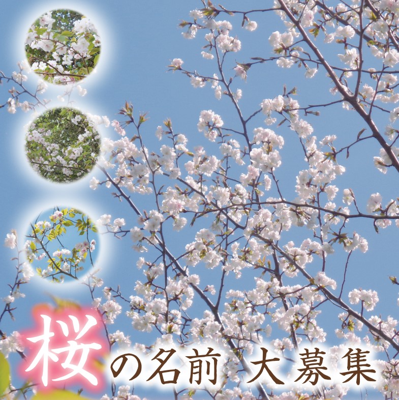 多度津町 県立桃陵公園 桜の名前 募集