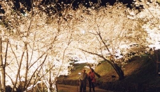 多度津町の県立桃陵公園の「桜のライトアップ」および「ボンボリ点灯」が2022年3月27日(日)～4月3日(日)まで実施される