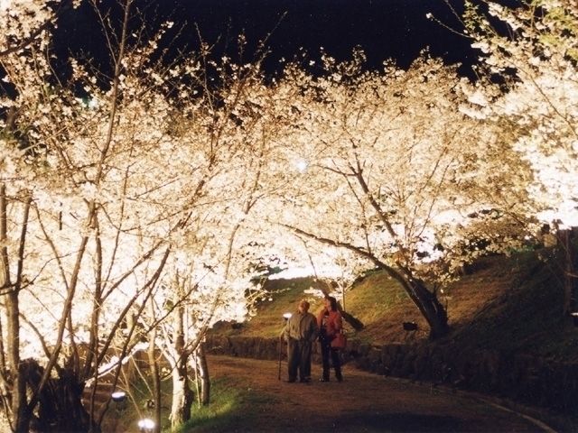 多度津町 県立桃陵公園 桜のライトアップ ボンボリ点灯