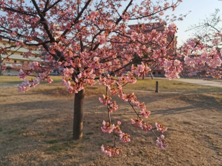 宇多津町の「さくらの広場」河津桜がもうすぐ満開を迎えるみたい