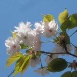 多度津町 桃陵八重桜