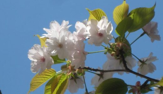 多度津町の県立桃陵公園で発見された新品種の桜の名称が「桃陵八重桜(とうりょうやえざくら)」に決定したみたい