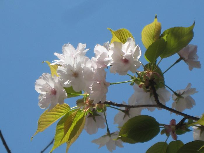 多度津町 桃陵八重桜