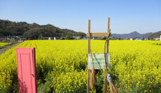 まんのう町の帆山団地・中山団地の菜の花が満開を迎えてる。見られるのは2022年4月10日(日)まで