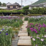 坂出市 かわつ花菖蒲園