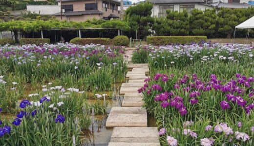 坂出市で3年ぶりに「かわつ花菖蒲園」が2022年6月1日(水)～6月14日(火)まで一般開放されてる