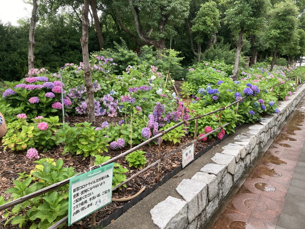 坂出市 番の州公園アジサイ