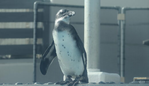 四国水族館でケープペンギンの雛の愛称を募集してる。応募期間は2023年5月21日(日)まで