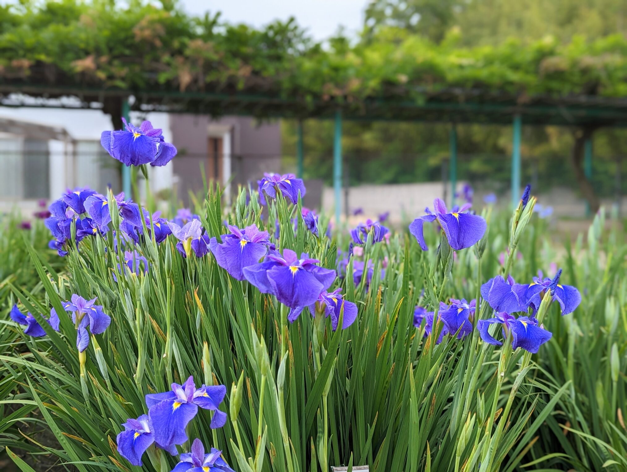 坂出市川津町 かわつ花菖蒲園