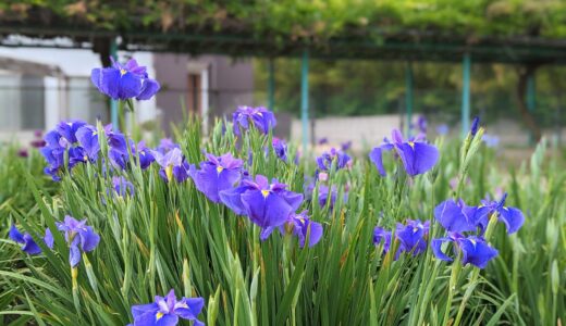 坂出市川津町で今年も「かわつ花菖蒲園」が2023年6月1日(木)～6月14日(水)まで一般開放してる