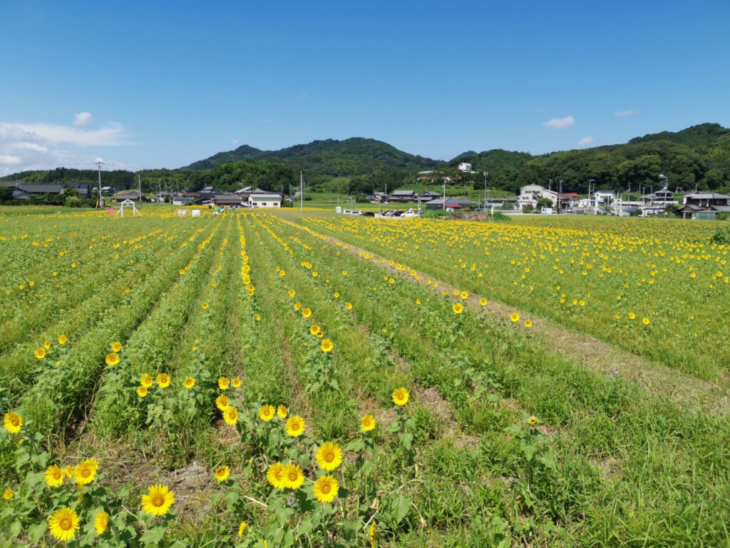 まんのう町 第24回ひまわりの里まんのうフォトコンテスト