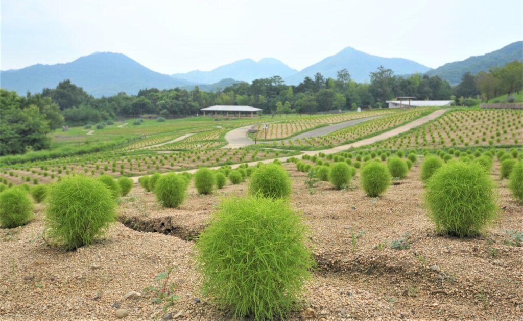 国営讃岐まんのう公園 サマーフェスタ