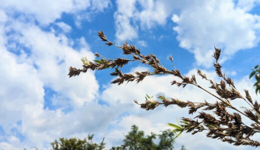 丸亀市土器町「青ノ山」で60年ぶりに竹の花が咲いたみたい