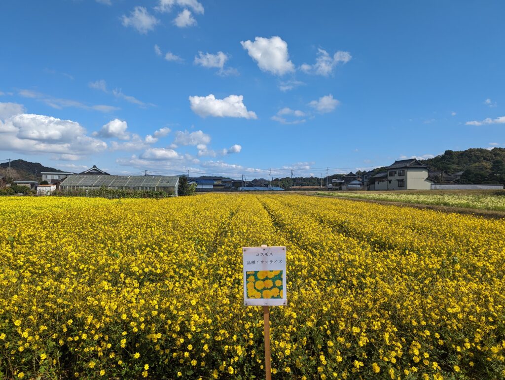 まんのう町帆山地区 コスモス畑