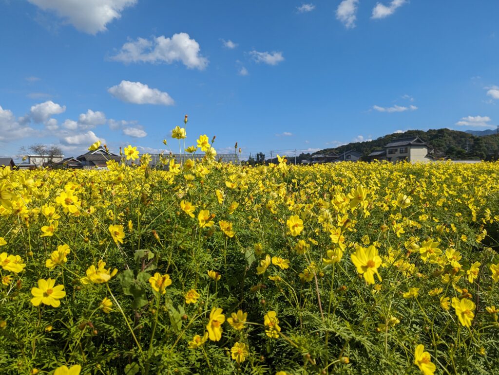 まんのう町帆山地区 コスモス畑