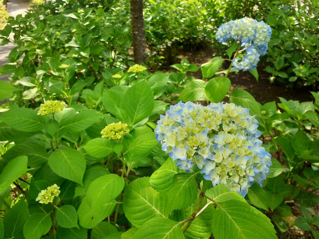 国営讃岐まんのう公園 あじさいまつり