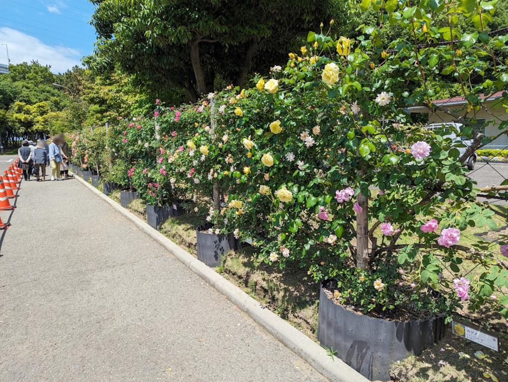 坂出市 番の州公園バラ祭り2024