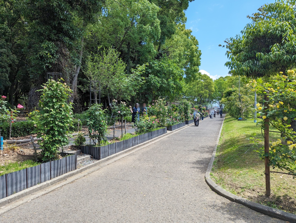 坂出市 番の州公園バラ祭り2024