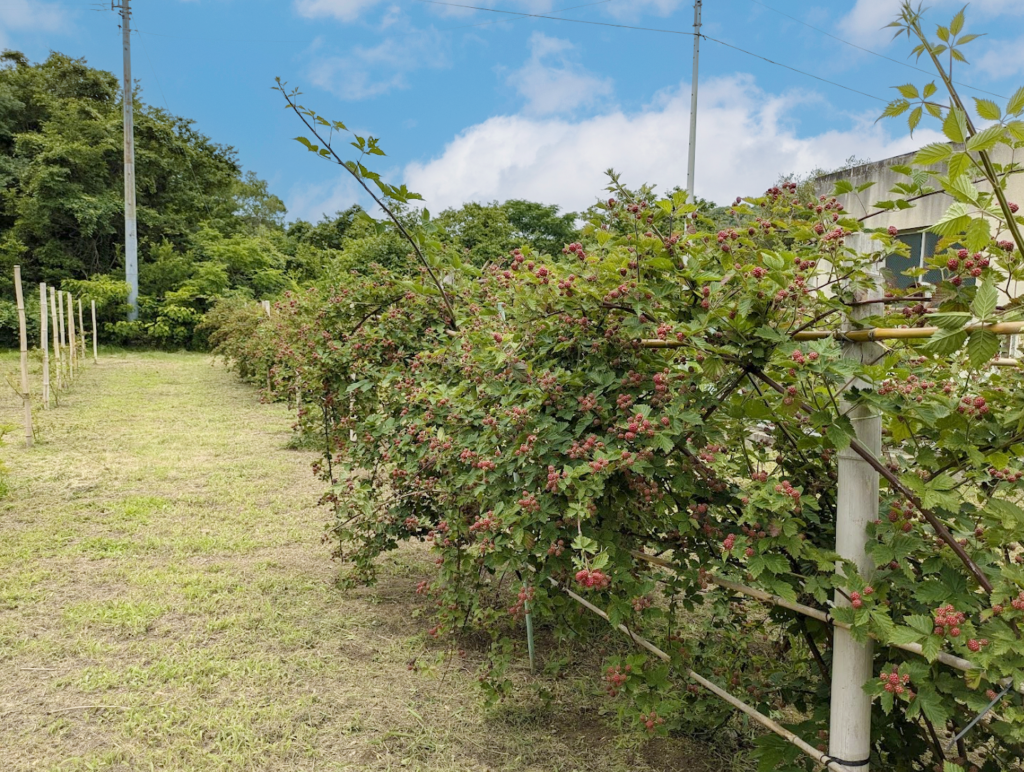 丸亀市手島 株式会社瀬戸内手島農園 ブラックベリー 