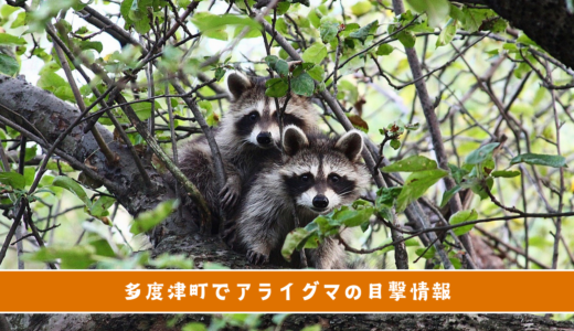 多度津町でアライグマが目撃されてるみたい