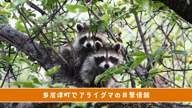 多度津町でアライグマが目撃されてるみたい