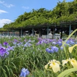 坂出市川津町 かわつ花菖蒲園