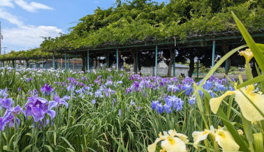 坂出市川津町で5年ぶりに「かわつ花菖蒲祭」が2024年6月9日(日)に開催される！「かわつ花菖蒲園」の一般開放は2024年6月1日(土)～6月14日(金)まで