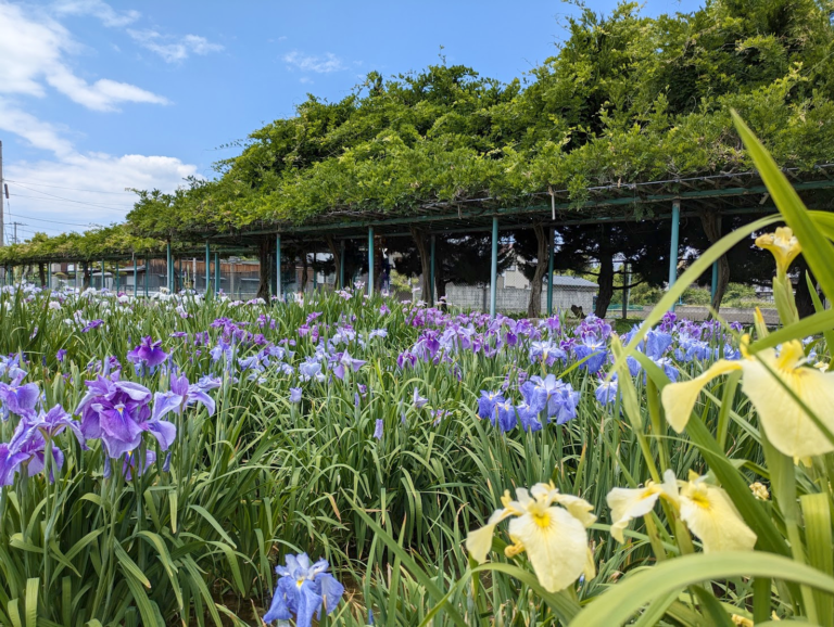 坂出市川津町で5年ぶりに「かわつ花菖蒲祭」が2024年6月9日(日)に開催される！「かわつ花菖蒲園」の一般開放は2024年6月1日(土)～6月14日(金)まで