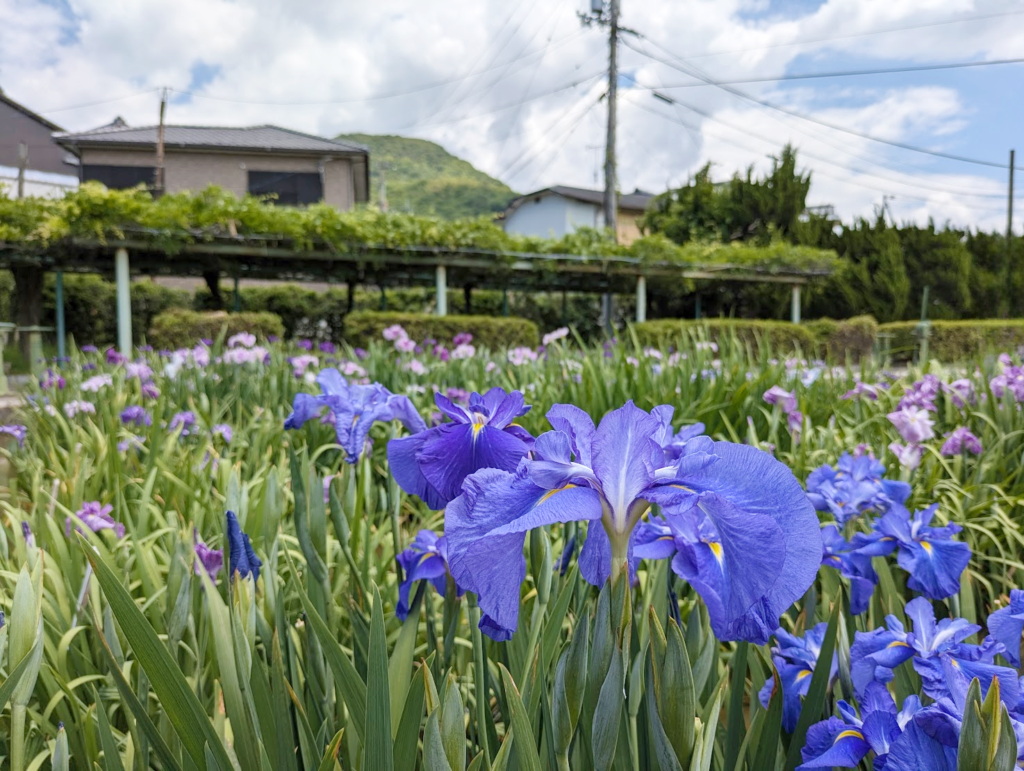 坂出市川津町 かわつ花菖蒲園