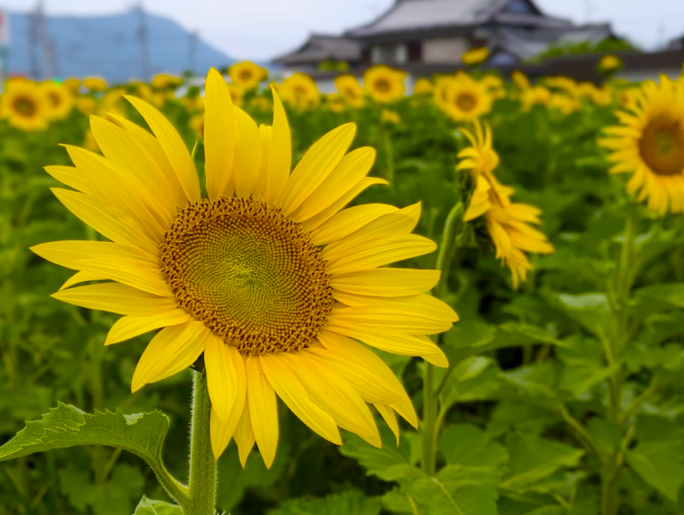 まんのう町内のひまわりが見ごろになってきた！