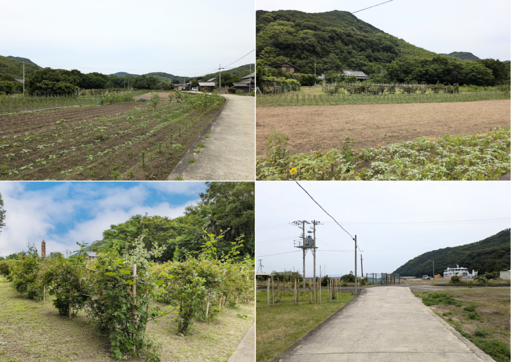 丸亀市手島 株式会社瀬戸内手島農園 ブラックベリー 場所