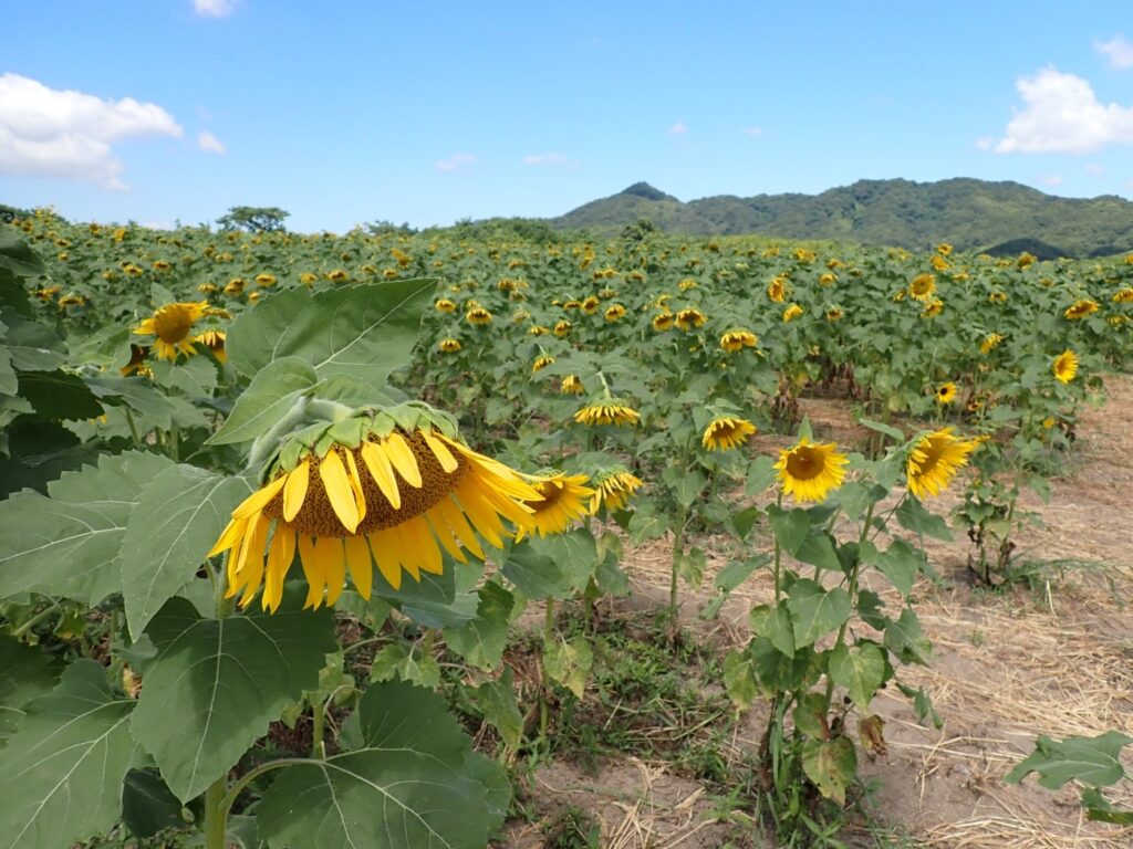 まんのう町 第25回ひまわりの里まんのうフォトコンテスト