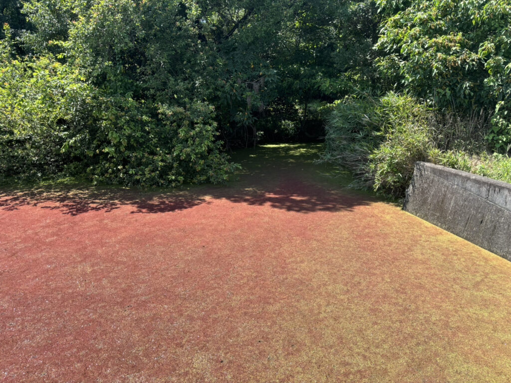 綾川町 赤い池 グラデーション