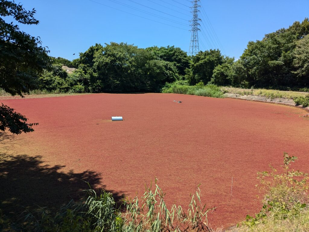 善通寺市 火上山 スズメ池