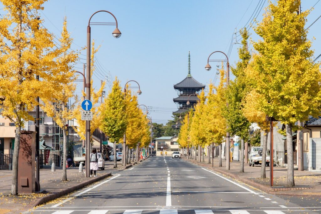 善通寺市 ゆうゆうロード イチョウ並木