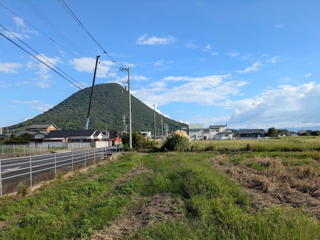 丸亀市飯野町 パンパスグラス