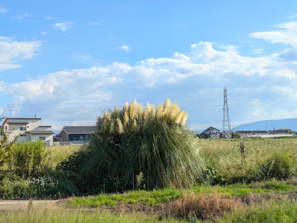 丸亀市飯野町 パンパスグラス