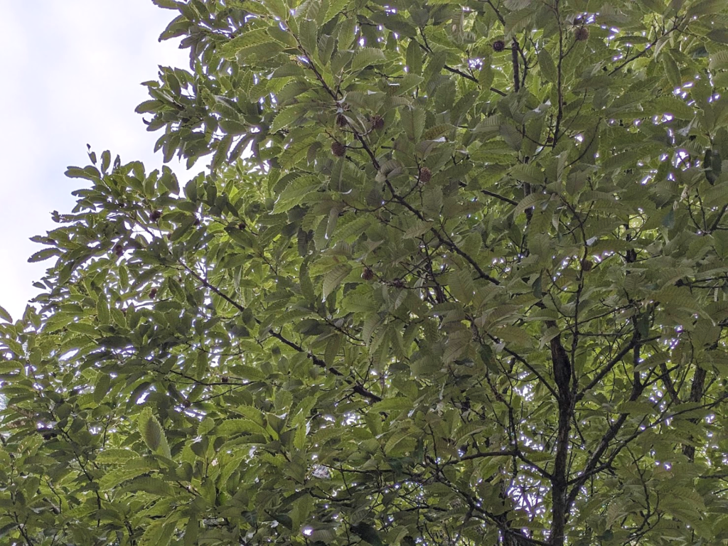 丸亀市飯野町 飯野山 どんぐり